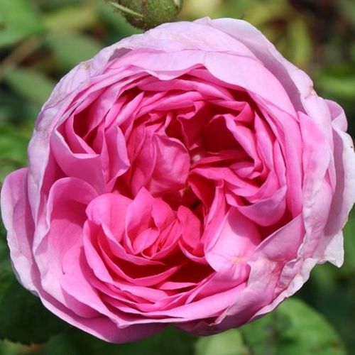 Gärtnerei - Rosa Bullata - rosa - zentifolien - stark duftend - Duhamel - Die Oberfläche ihrer Blätter ähneln den Blättern des Gartensalates und verleiht der Pflanze auch nach dem Verblühen der Blüten besonderes Aussehen.